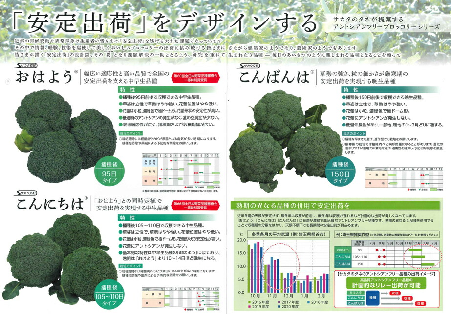 楽天市場】ブロッコリー種子 おはよう 【アントシアンフリー