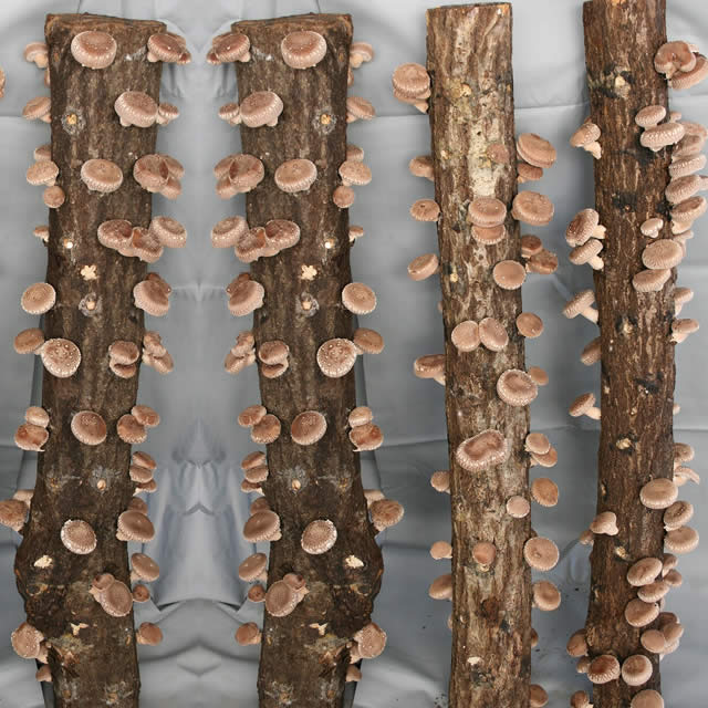 しいたけホダ木 チューリップ4種 しいたけホダ木 チューリップ4種 園芸