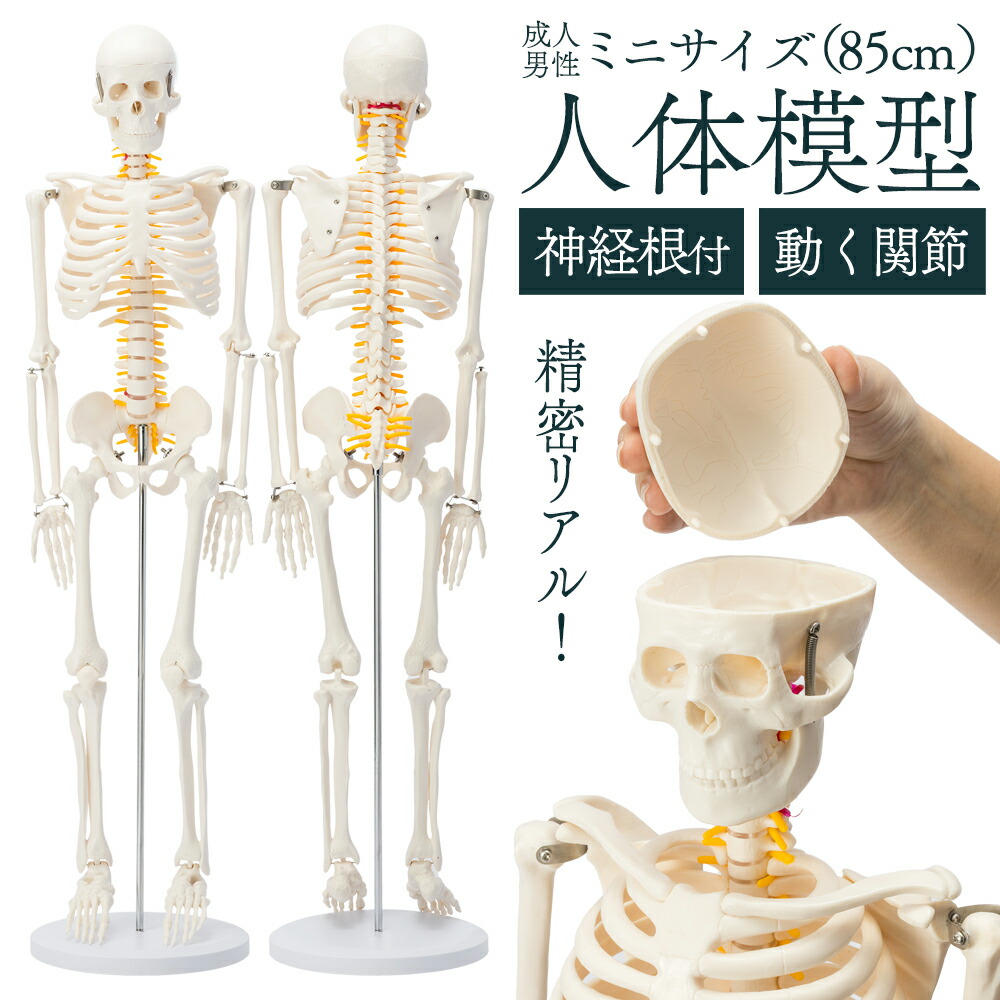 楽天市場】【国際規格認証品】 ミニサイズ 人体模型 骨格模型 85cm