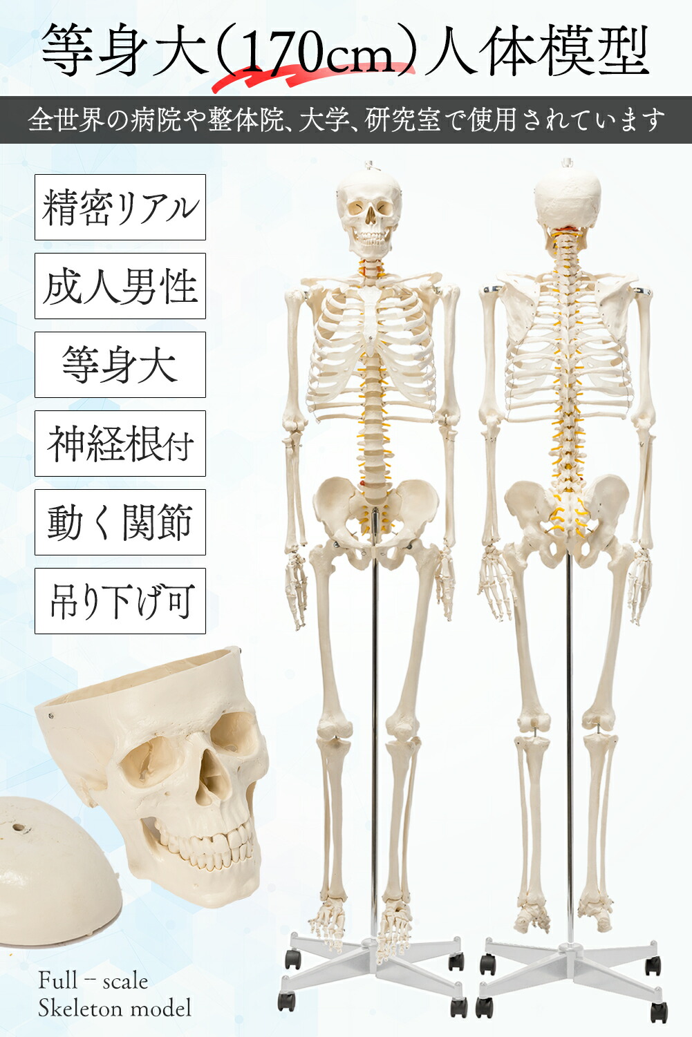 楽天市場】【国際規格認証品】 等身大 人体模型 骨格模型 170cm