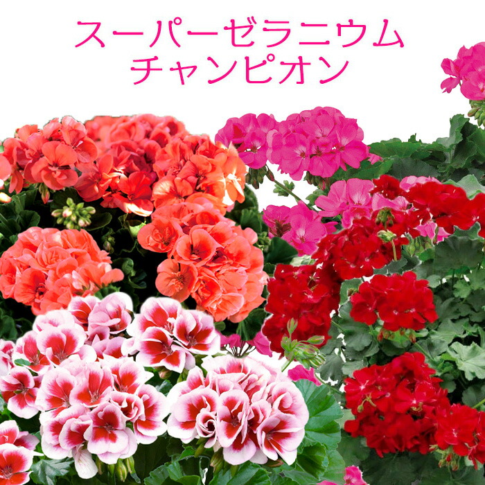 楽天市場】PW スーパーゼラニウム チャンピオン 花苗 3号 ゼラニューム