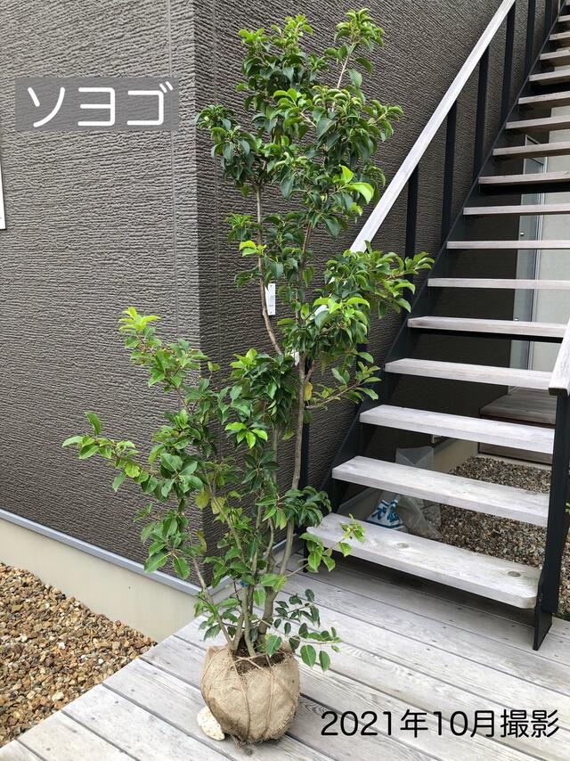 楽天市場】ソヨゴセット1 ソヨゴ 株立ち(樹高約1.5m) 雌雄寄せ株