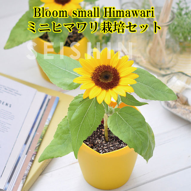 楽天市場】『栽培セット』 Bloom small Himawari ミニヒマワリ栽培