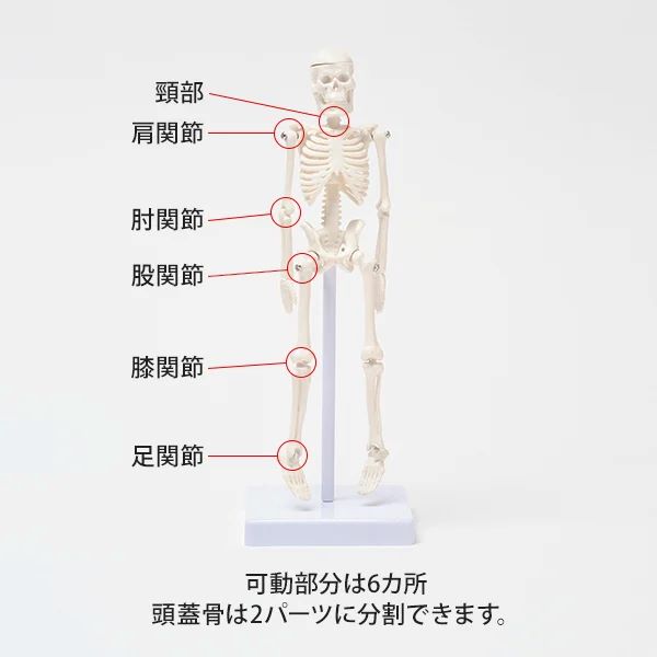 楽天市場】人体模型 骨格模型 22cm 骨 スタンド付き 骨格標本 関節