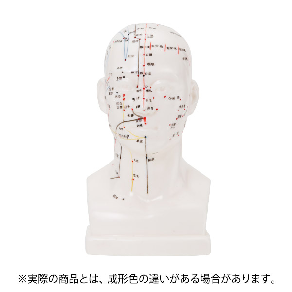 楽天市場】人体模型 経穴人形 頭部 鍼灸模型 中国語 20cm 鍼灸 経穴