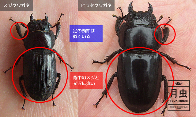 スジクワガタってどんなクワガタ！スジクワガタについてご説明します