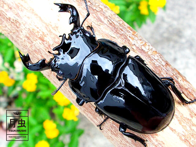 タランドゥスオオツヤクワガタの飼育【基礎編】飼育からブリードに挑戦