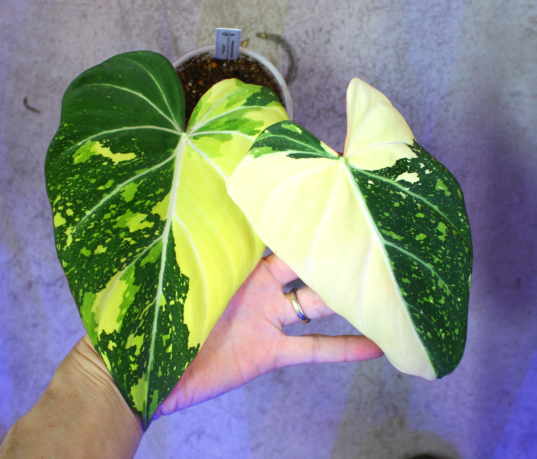 フィロデンドロン グロリオーサム 'トリコロール 斑入り' | AQUASHOP