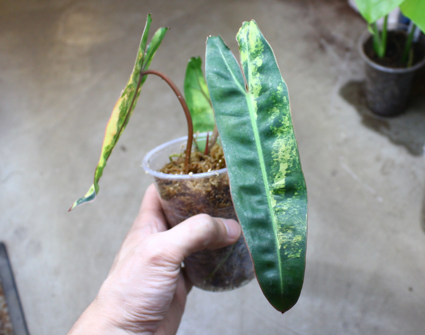 フィロデンドロン ビレッティア斑入り | AQUASHOP つきみ堂