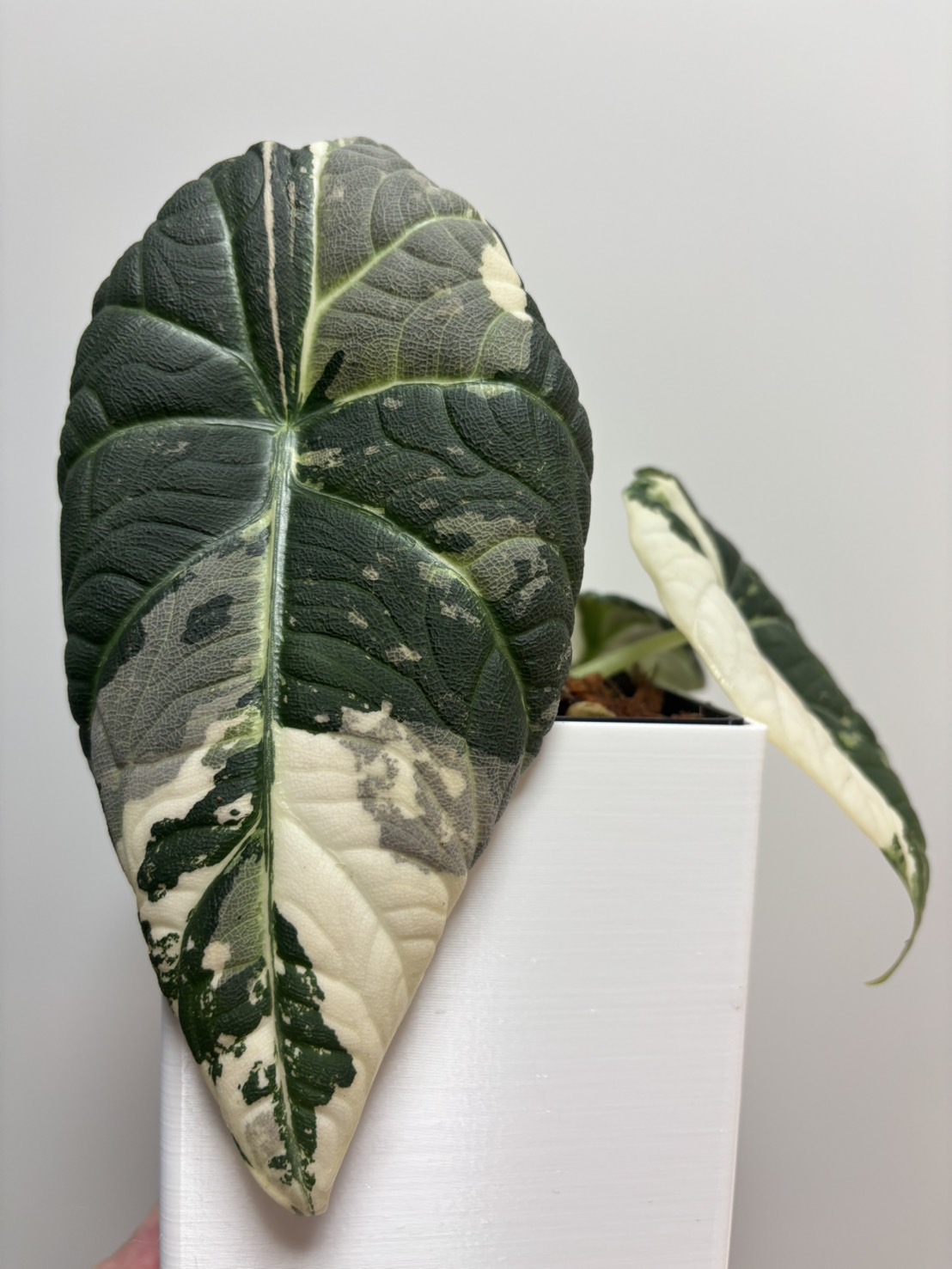 アロカシア マハラニ アルボ | AQUASHOP つきみ堂