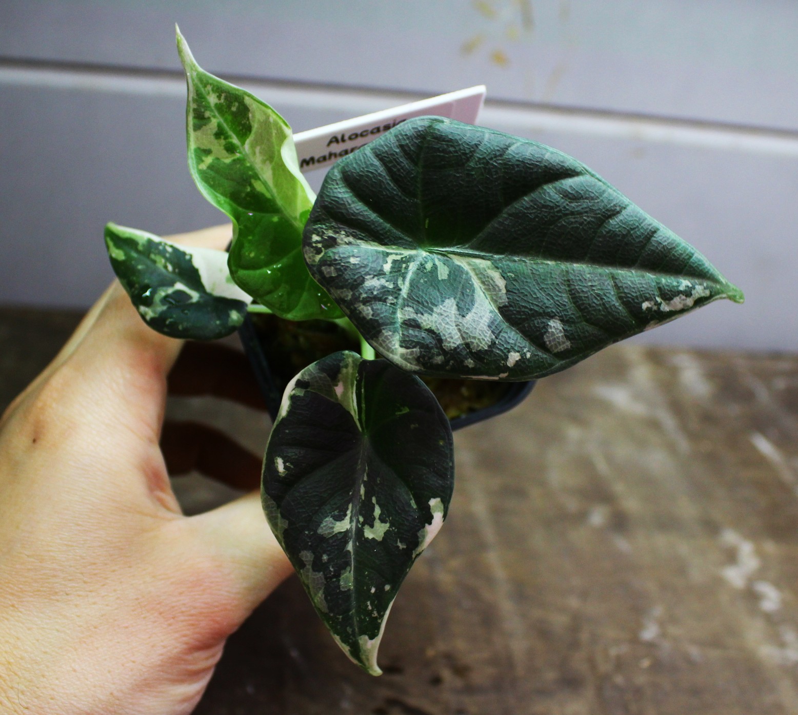 アロカシア マハラニ アルボ | AQUASHOP つきみ堂