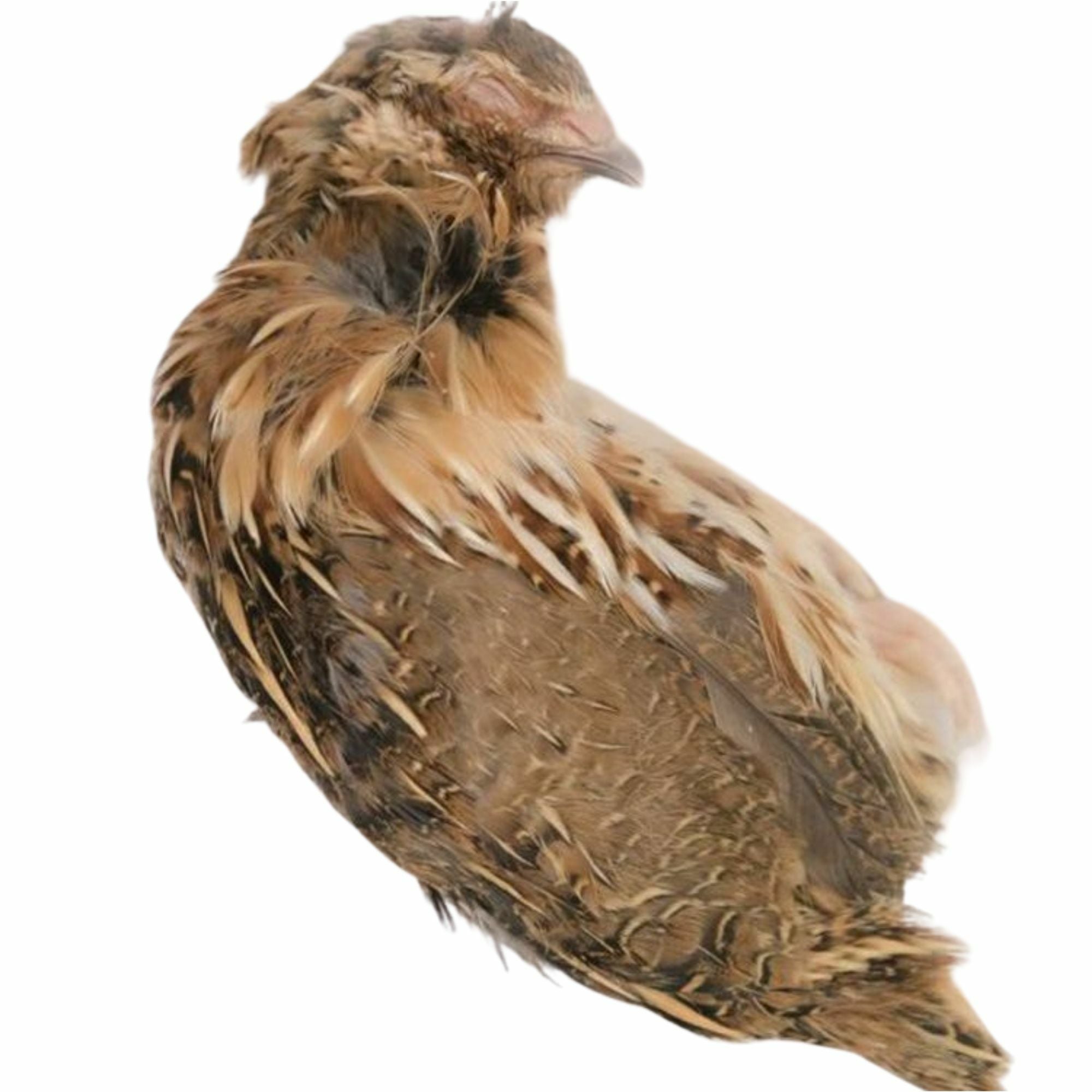 冷凍餌】ウズラ 未処理 1羽 | 月夜野ファームの通販