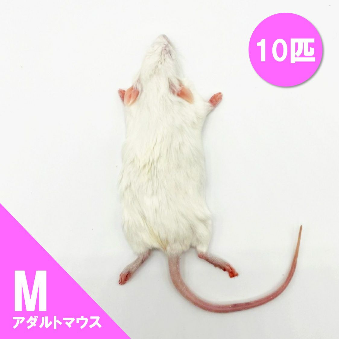 トムティットトット】国産冷凍マウス ファジー40匹 、アダルトLL20匹