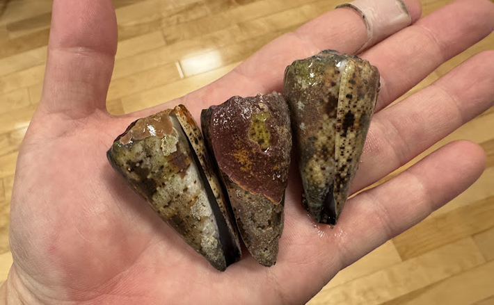 ギネス級の猛毒貝『イモガイ』を食べみた 極めて不快な匂いでとても