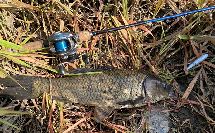 ルアーを使ってパンを流す？」綾瀬川のパン鯉釣りでコイ5匹を手中