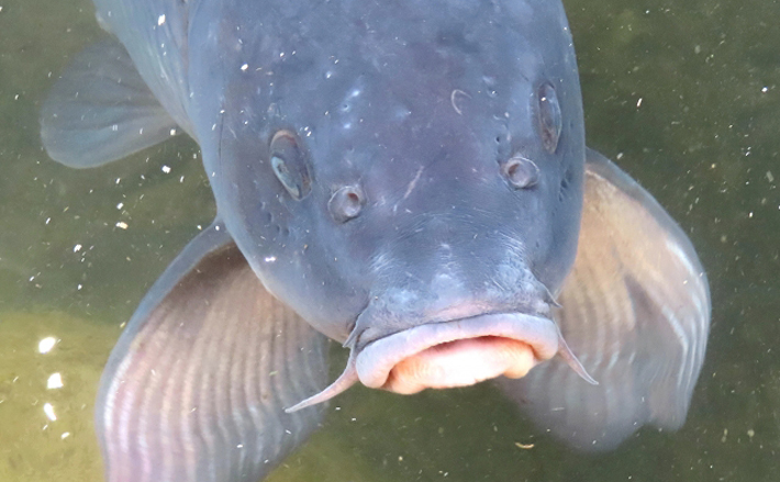 コイの放流が度々問題になるワケとは？ 法令と実状のギャップも