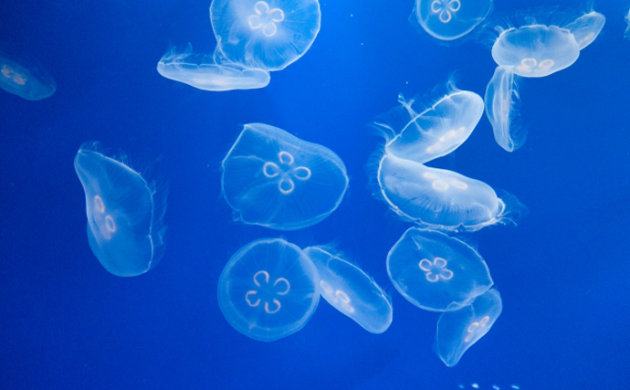 クラゲ駆除ロボット】が開発される 漁業的にクラゲは実は厄介者