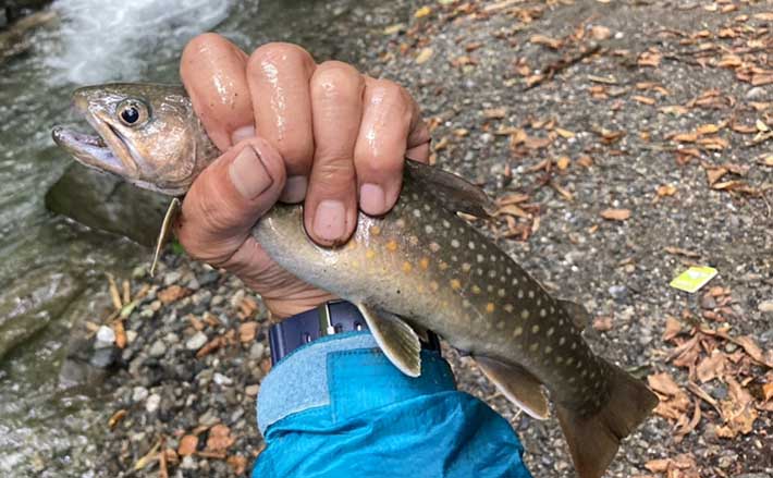 東京都の秘境「奥多摩」で4日間の源流釣行 尺級岩魚に山女魚と対面