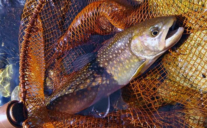 渓流釣りでイワナにヤマメと対面【岐阜・川上川】ルアー＆エサどちらに
