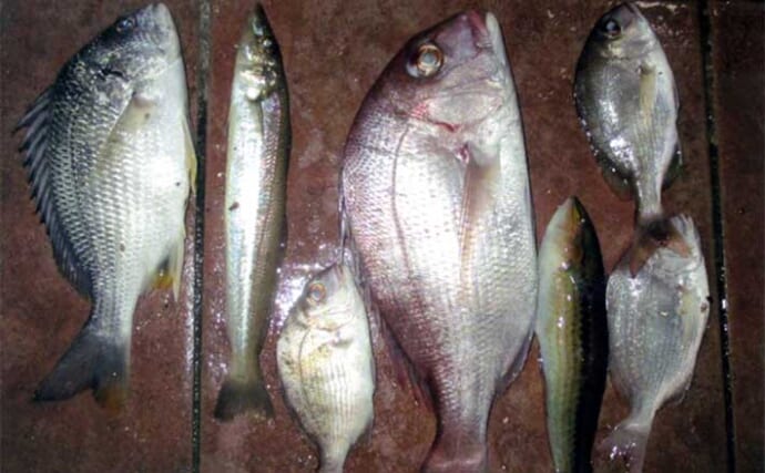 冬の投げ釣りで良型キスにマダイにチヌをキャッチ【大分】今後はカレイ
