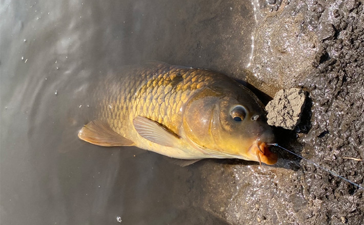 高活性のシーズンのはずだけど・・」パンコイ釣行でまさかの苦戦【埼玉