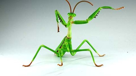 自由研究23 いきもの編 オオカマキリ プラモデル【4968728171388