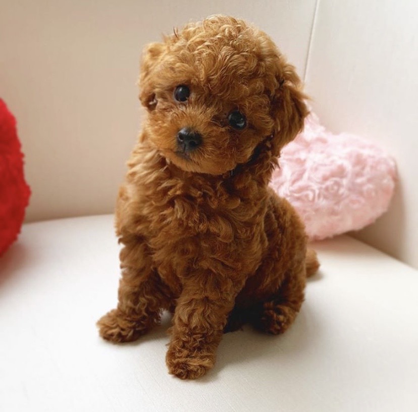 小さなサイズ 濃いレッドの可愛い女の子＊3232 | トイプードル専門店