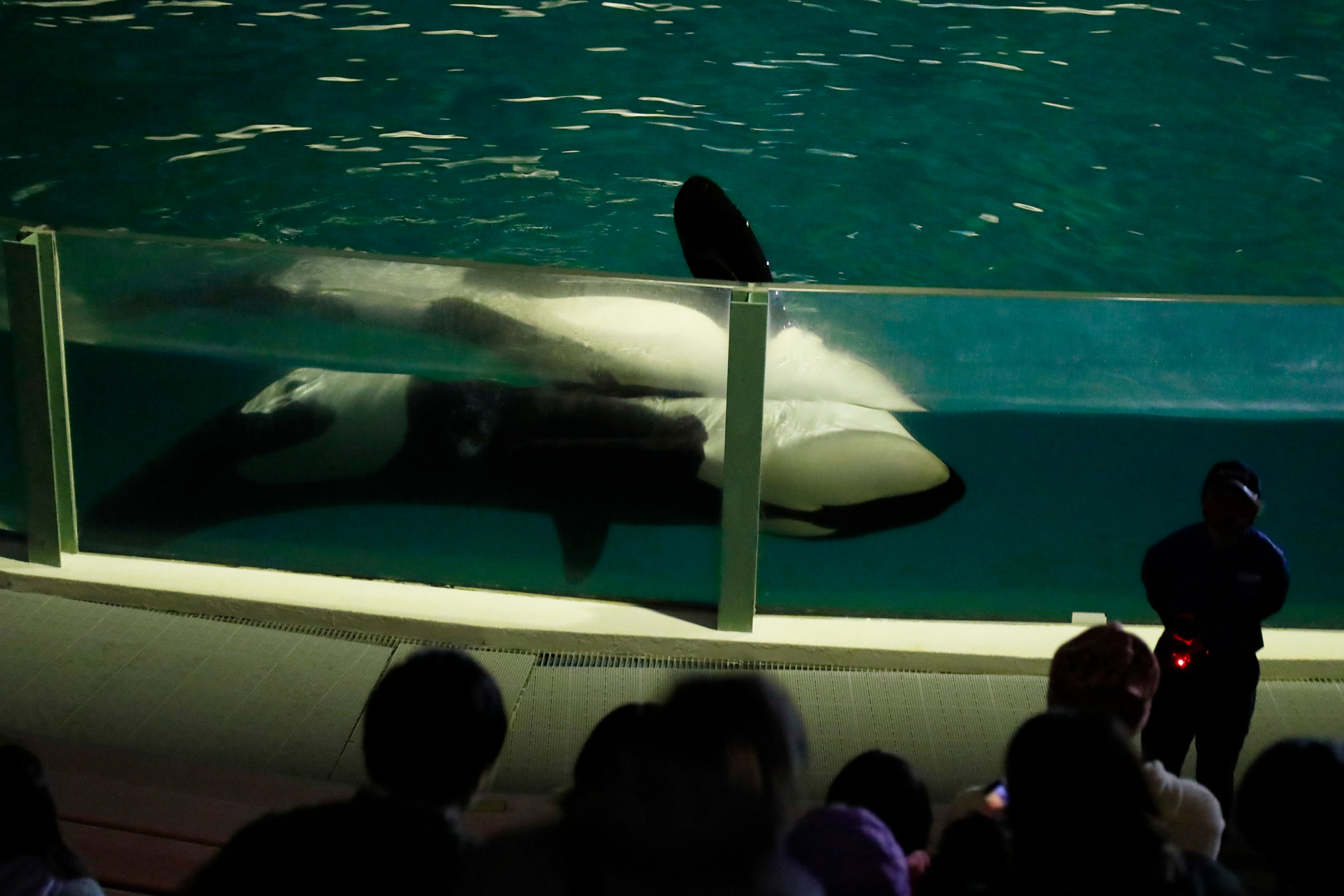 鴨川シーワールド「秋のナイトアドベンチャー」5日間限定、8月24日9時