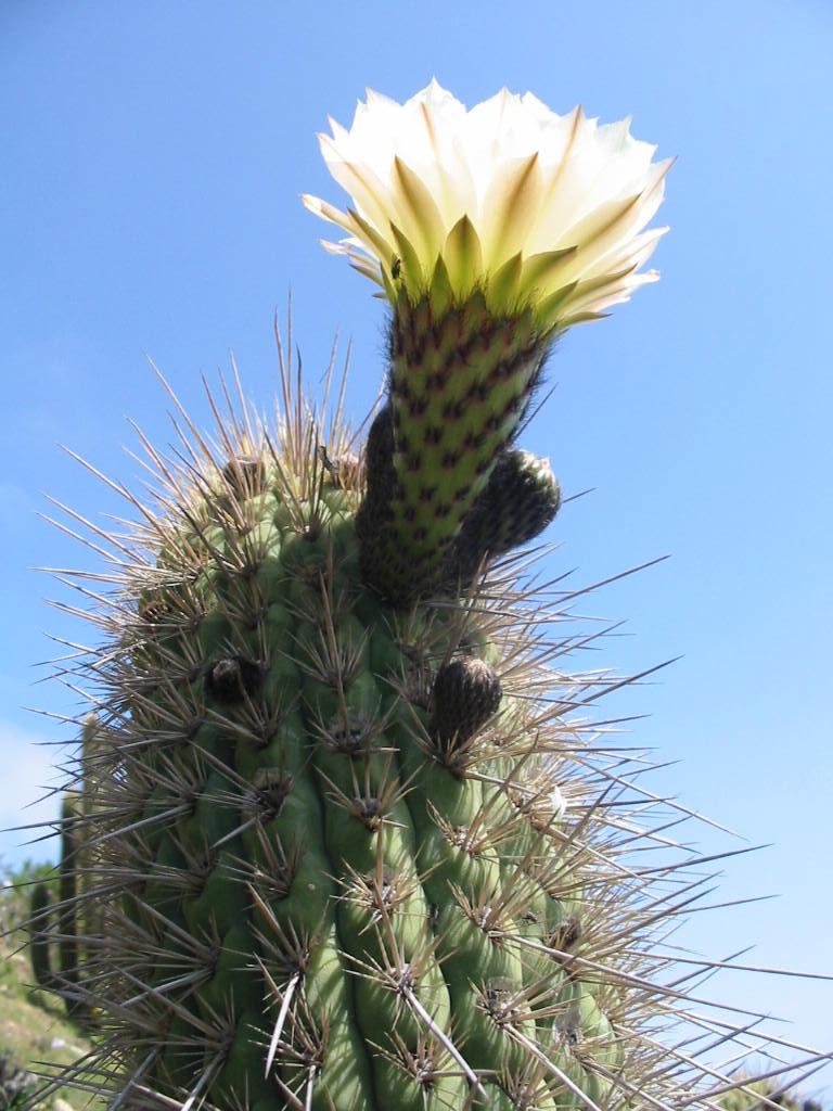 Trichocereus chiloensis (Echinopsis chiloensis) T.chilensis