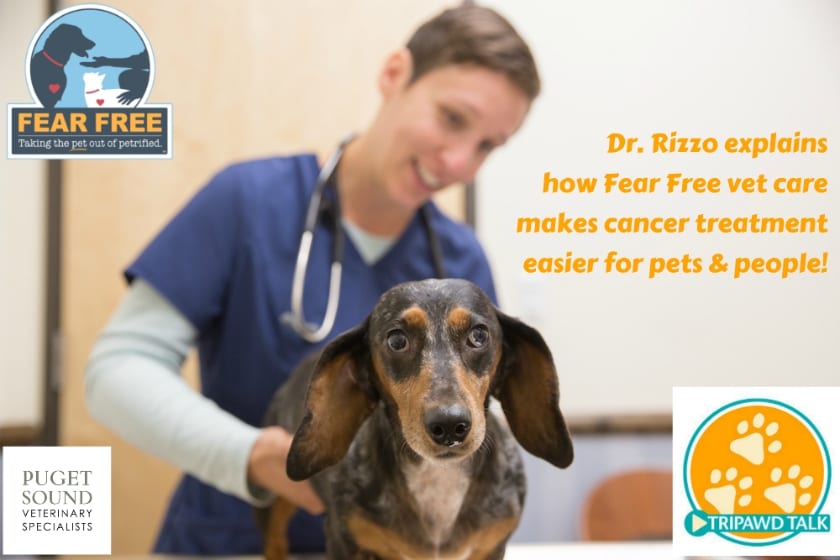 All About Fear Free Pet Cancer Care for Tripawds - Tripawds