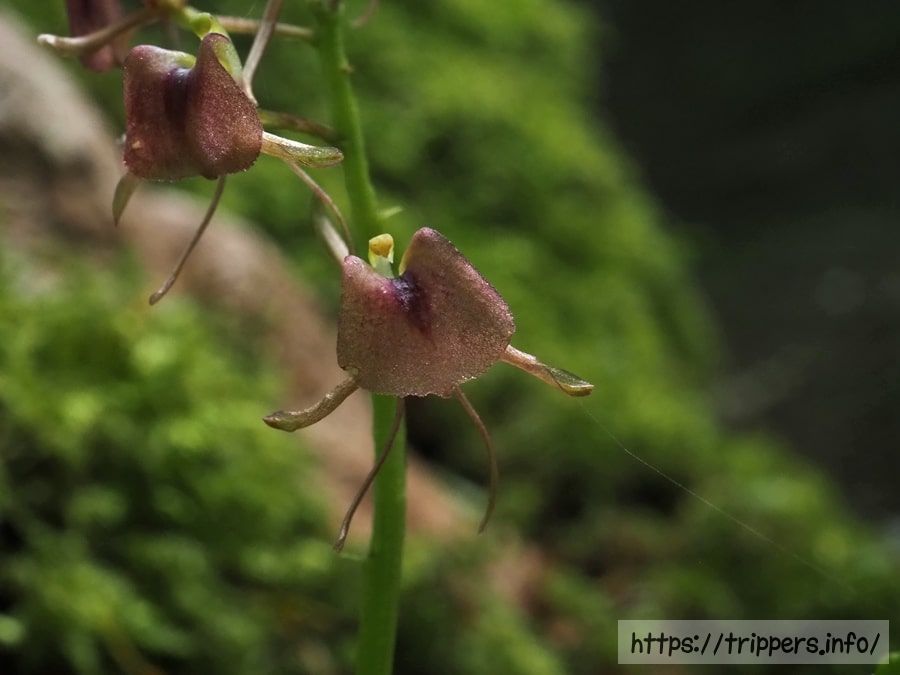 フガクスズムシソウ