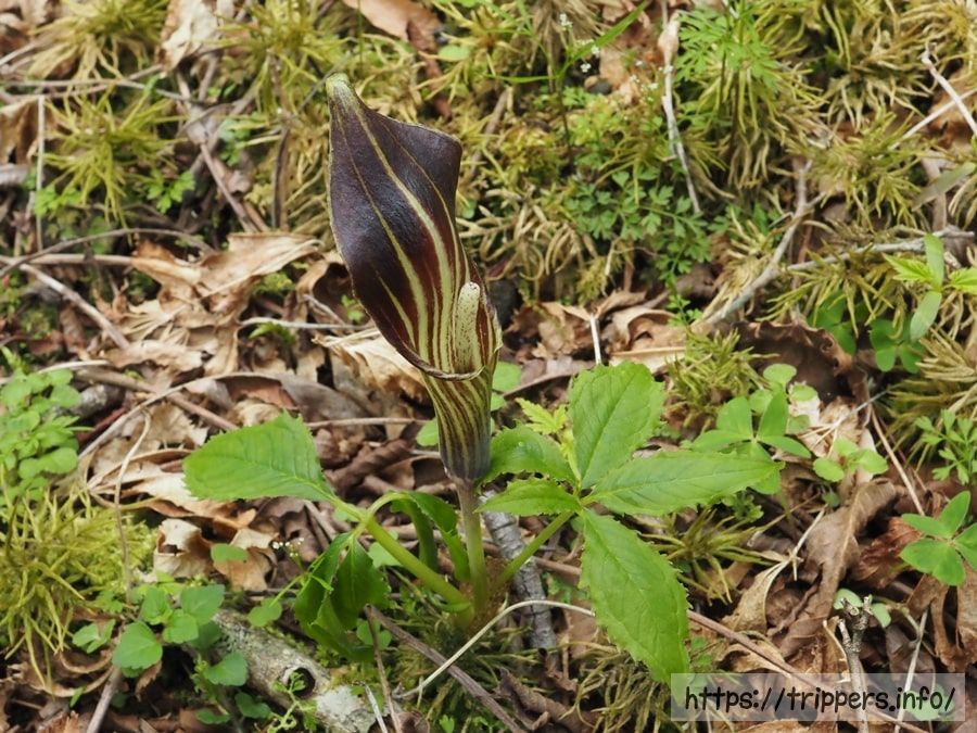 オオミネテンナンショウ