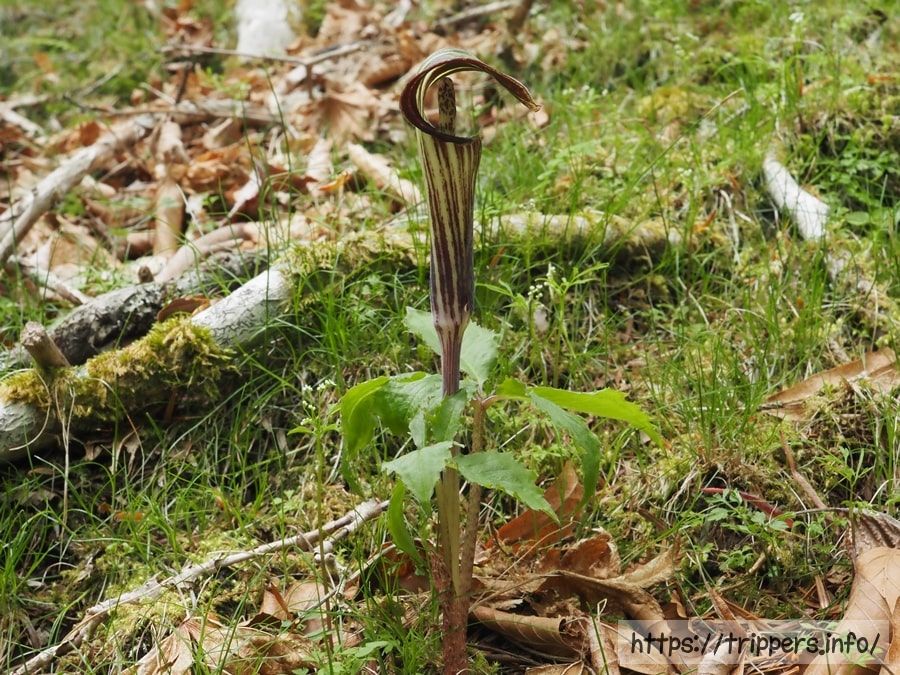 t*o様 山野草 アマギテンナンショウ 実生 10球 m*o様 山野草 アマギ