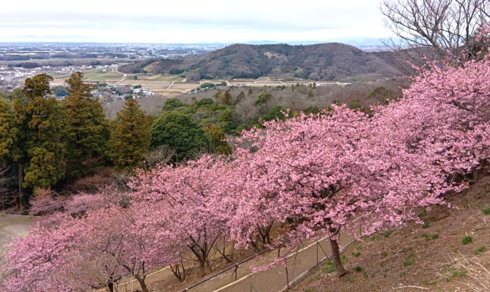 雨引観音で河津桜が見頃に かれんなピンク色の花が境内染める 例年より