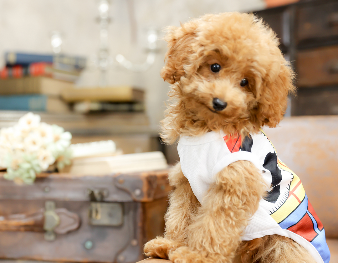 わんにゃんフォト |【公式】TWOエンジェル山形店