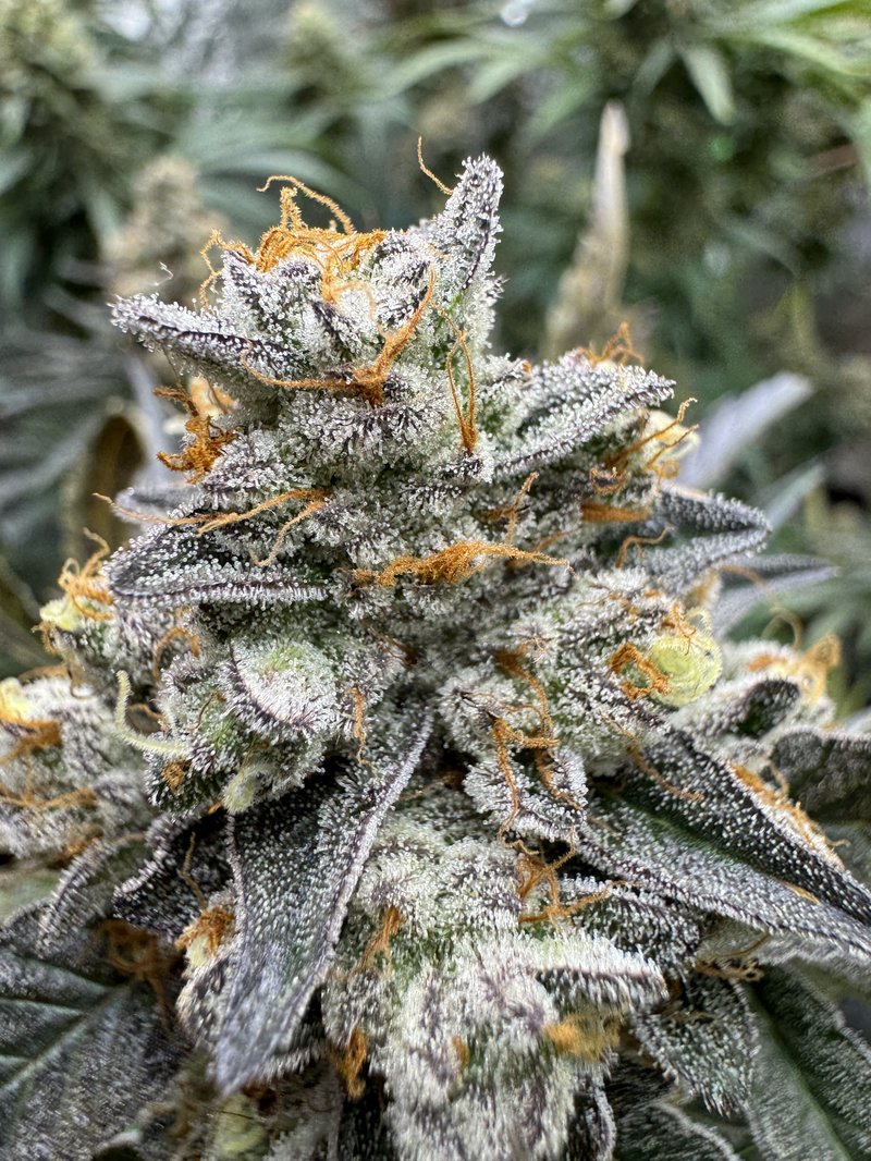 ディグダ】OGKush 10 SweetSkunk 10 ディグダ】OGKush 10 SweetSkunk