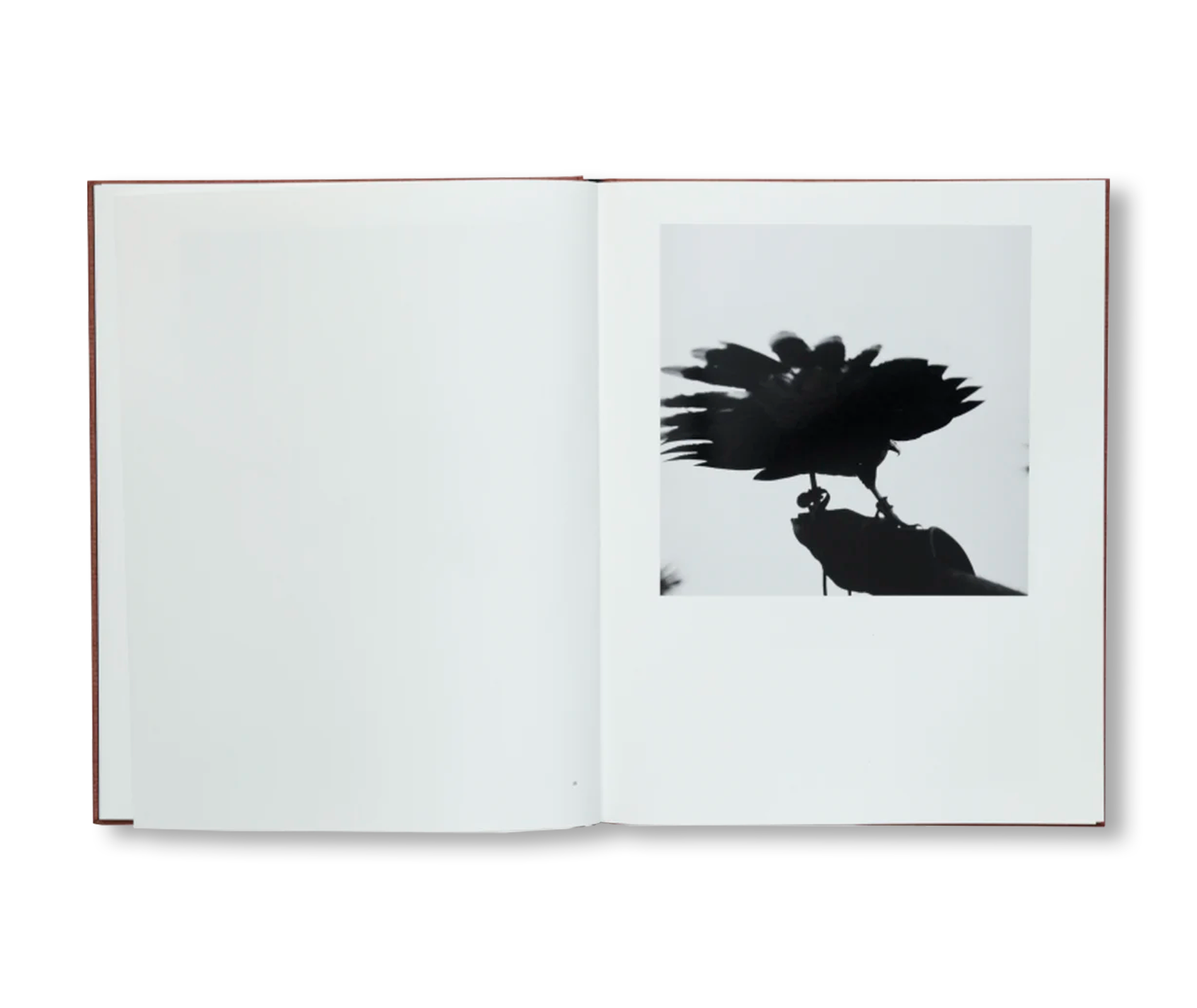 DES OISEAUX by Graciela Iturbide [ENGLISH EDITION] – twelvebooks