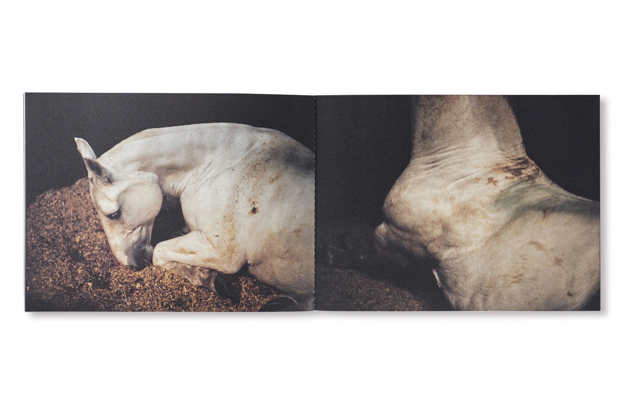 ANIMA by Charlotte Dumas – twelvebooks