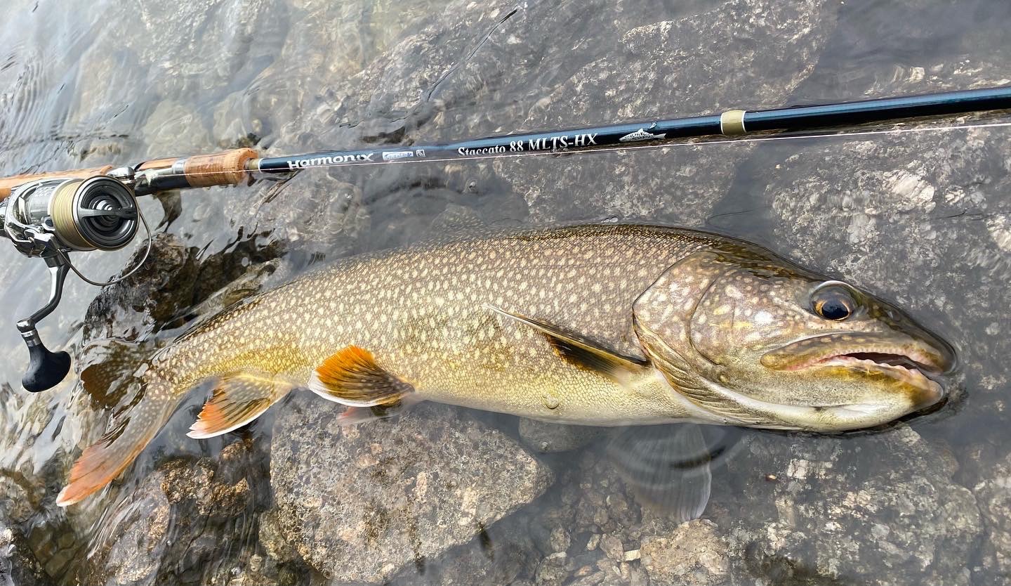 TULALA | Ford every stream | » Staccato88MLTS-HX