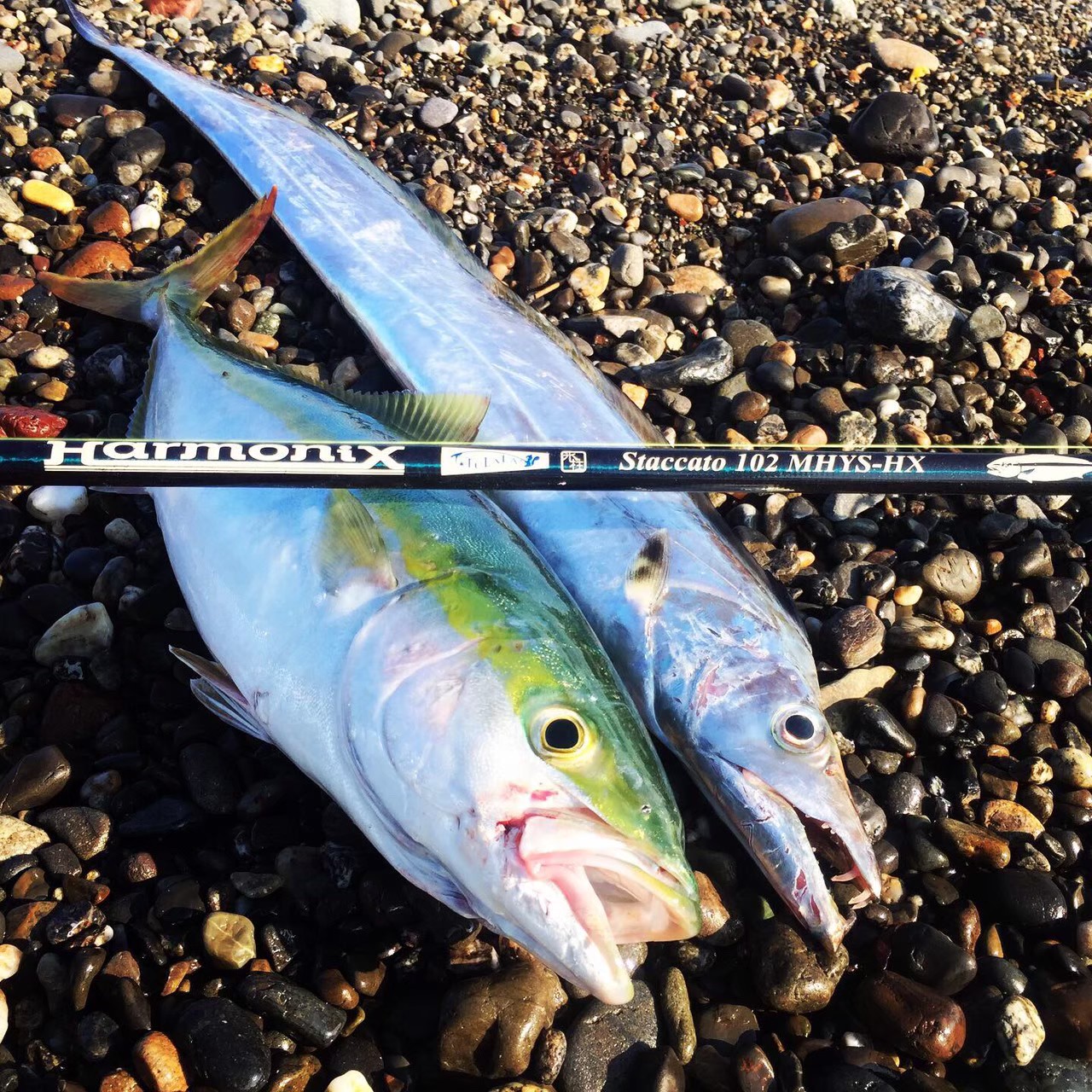 TULALA | Ford every stream | » Staccato102MHYS-HX