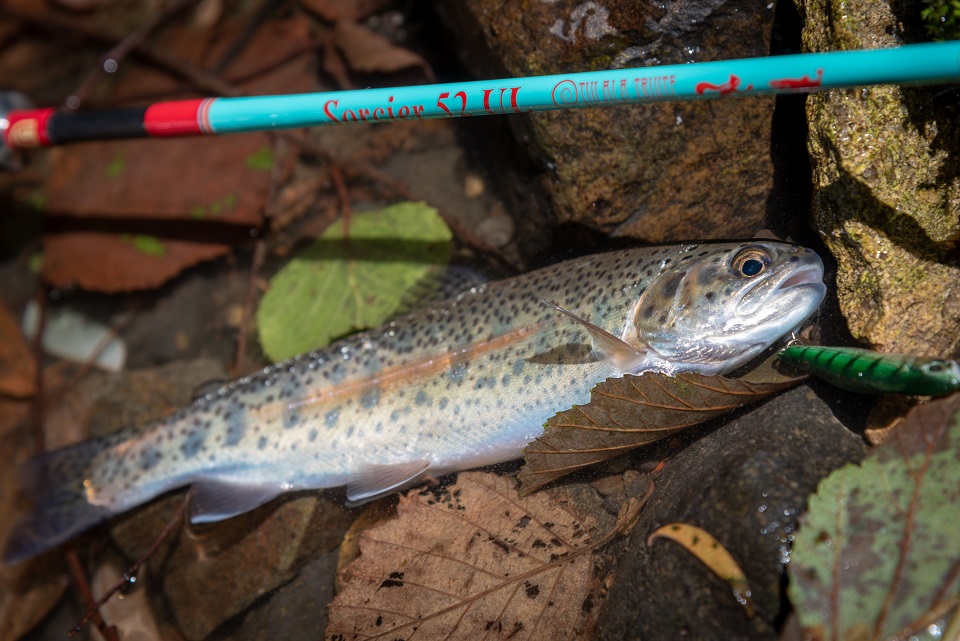 TULALA | Ford every stream | » Sorcier 52 UL