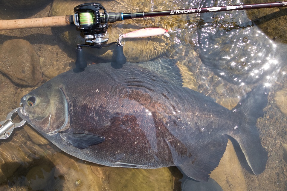 TULALA | Ford every stream | » 【STAFF】『ベイト1本で何でも