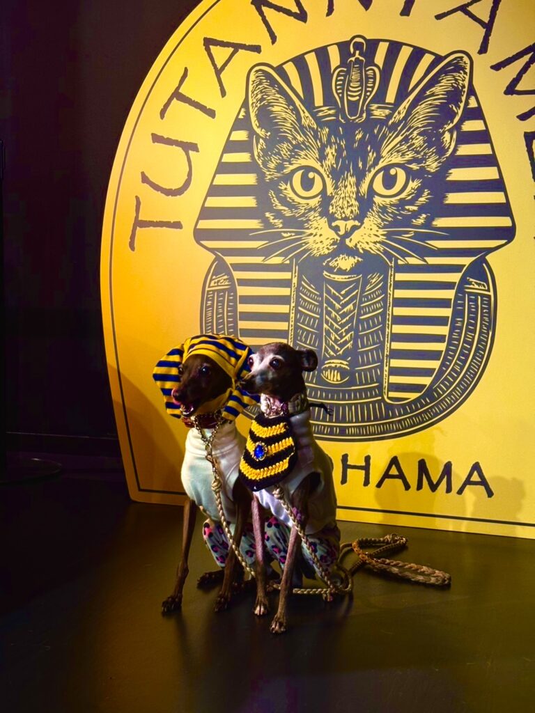 大人気イベント『ツタンニャーメンデー』が開催決定！ | MYSTERY OF