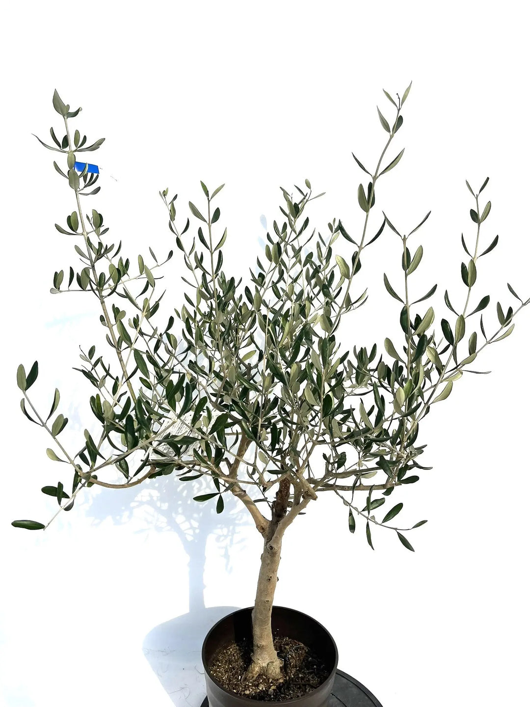 ルッカ Mサイズ 約120cm NO.10266 オリーブの木 - 株式会社鶴亀園