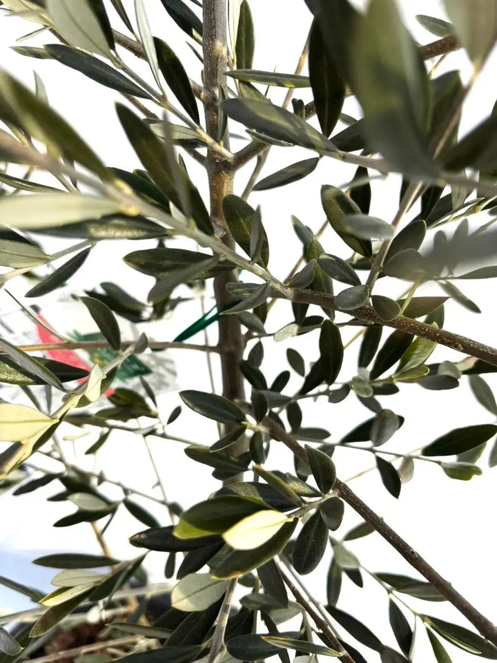 ホジブランコ（オリーブの木）｜Lサイズ｜NO.10435｜約150cm｜人気・銀