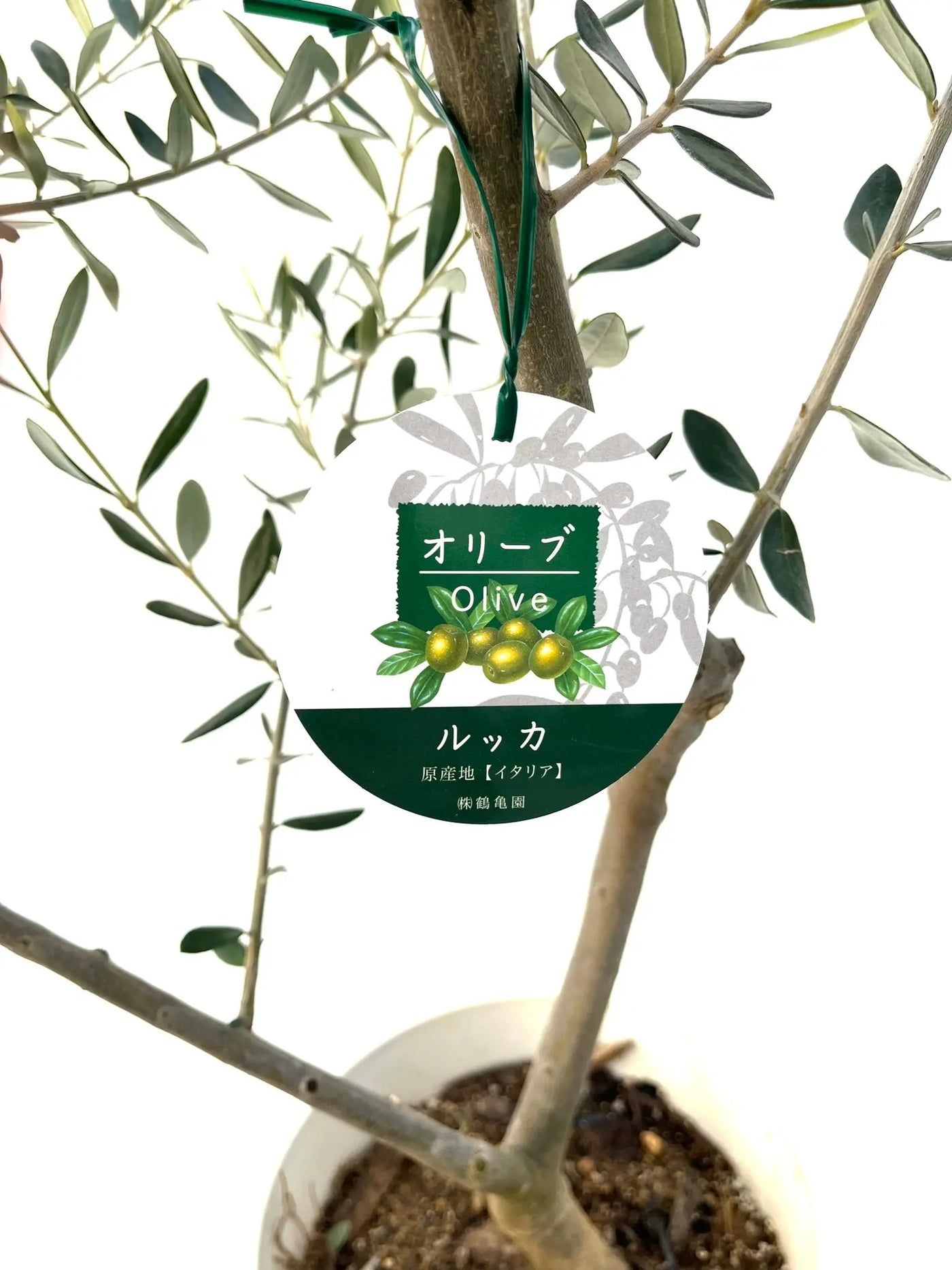 ルッカ Lサイズ 約180cm NO.10282 オリーブの木 - 株式会社鶴亀園