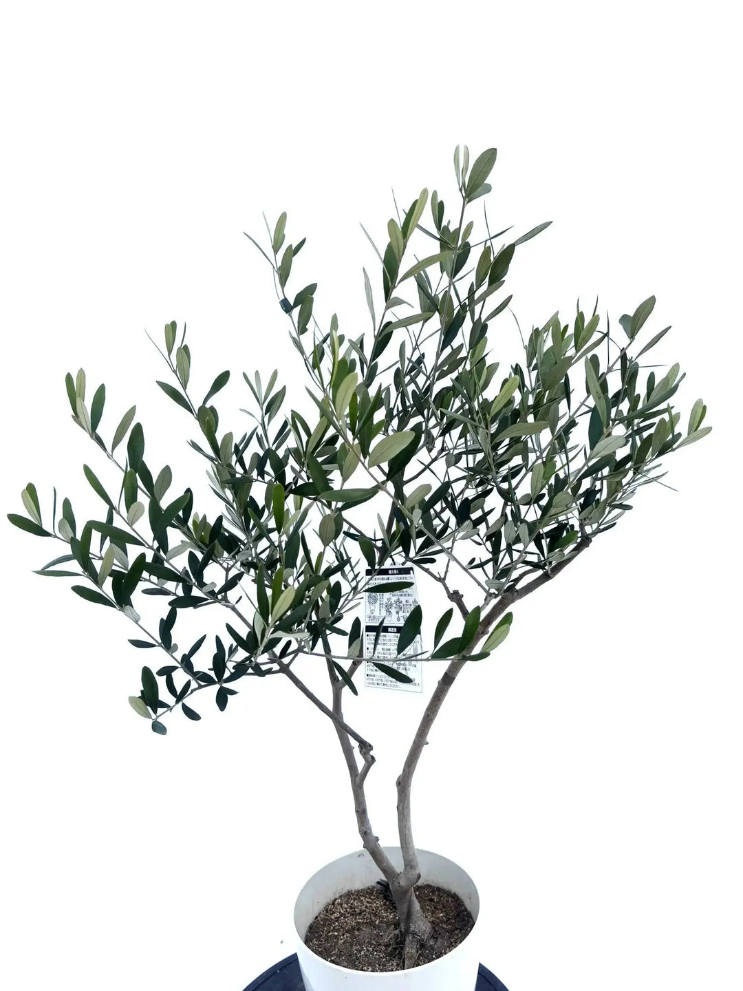ミッション Sサイズ 約100cm NO.10480 オリーブの木 - 株式会社鶴亀園