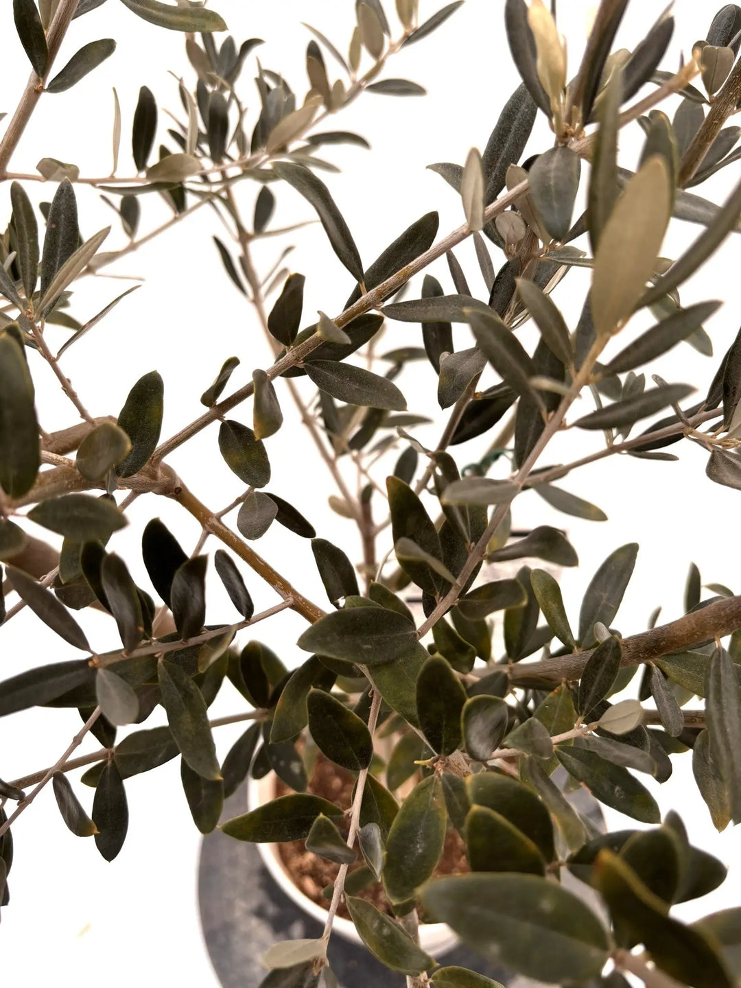 NEWホワイト（オリーブの木）｜Sサイズ｜K-313｜約110cm｜希少・白葉