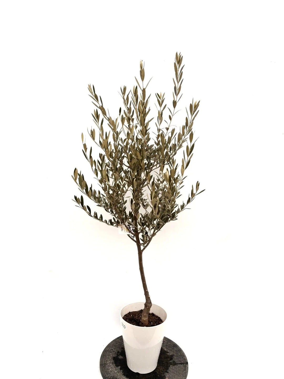 NEWセントキャサリン（オリーブの木）｜Sサイズ｜K-342｜約130cm｜希少