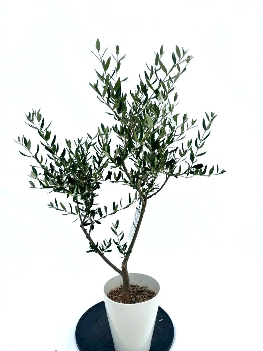 人気・寒冷地対応】ルッカ（オリーブの木）〈初心者向き〉｜110cm｜S